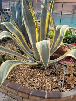 Agave