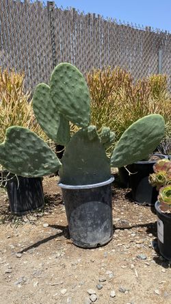 Nopal / Cactus 5 Gallon [Plants] 