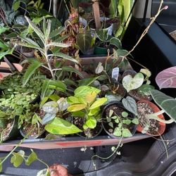 Plant Purge, Selling For CHEAP