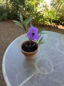Beautiful Plant