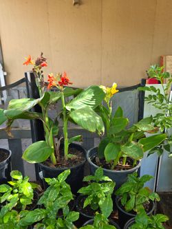 Yellow and red canna lily plants