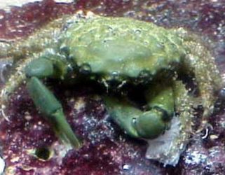 Clean Up Crew: Emerald Crab 
