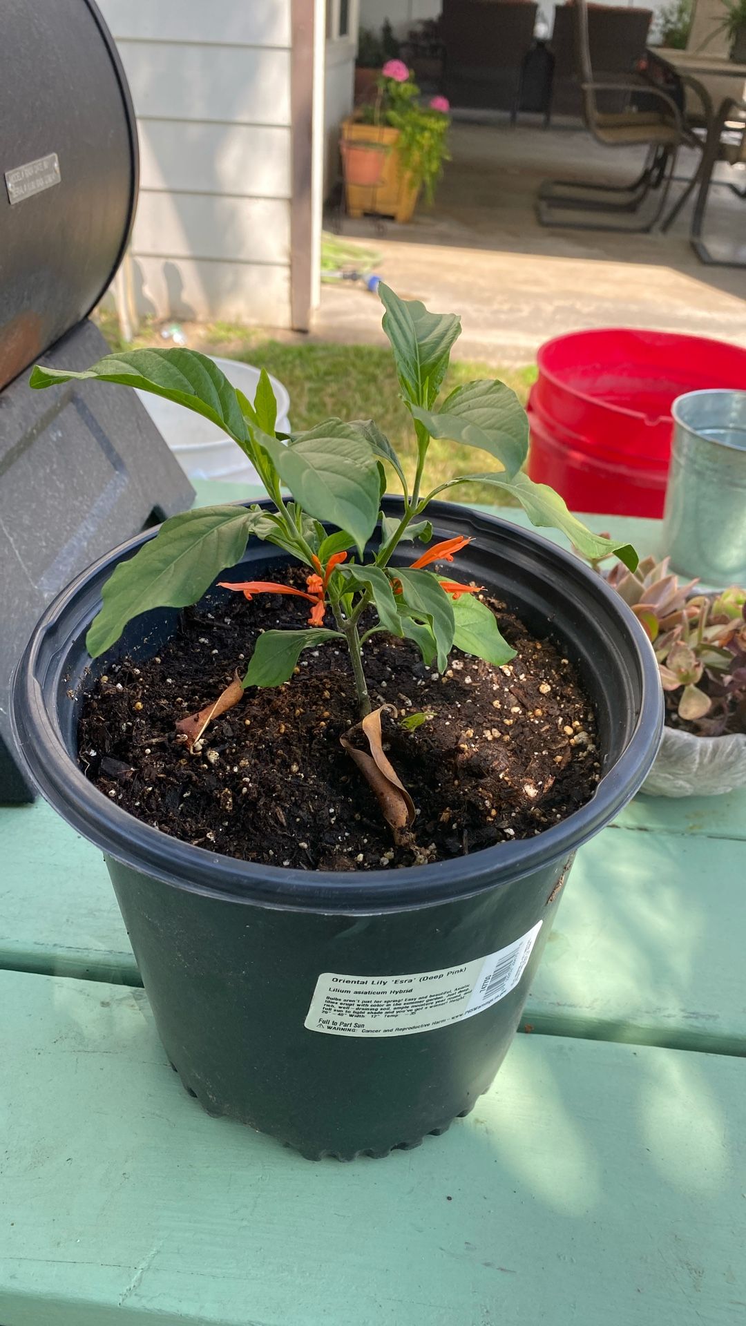 Muicle Plant