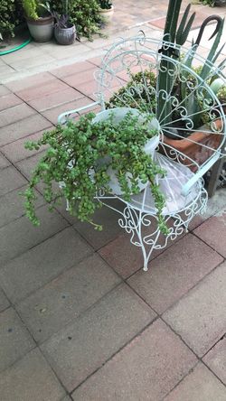 Planta de la abundancia