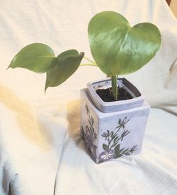 Baby Monstera