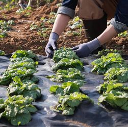 Set of 3 VEVOR Weed Barrier Landscape Fabric, 3*100FT Heavy Duty Garden Weed Fabric