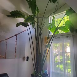 Plant