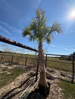 Florida Sabals palm trees