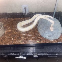 Snake 🐍 Tank With Built in Heat pad 