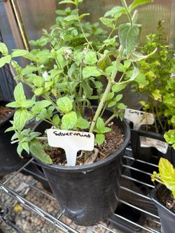 Large silver mint plant $15