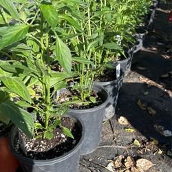 Hot Chile Pepper