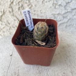 2 Inch Pot Cactus - Mammillaria Elongata Copper King - Golden Star- Rooted & Established - Drought Resistant- 🪴Baby Bridal Shower Favors  