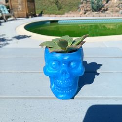 Succulent