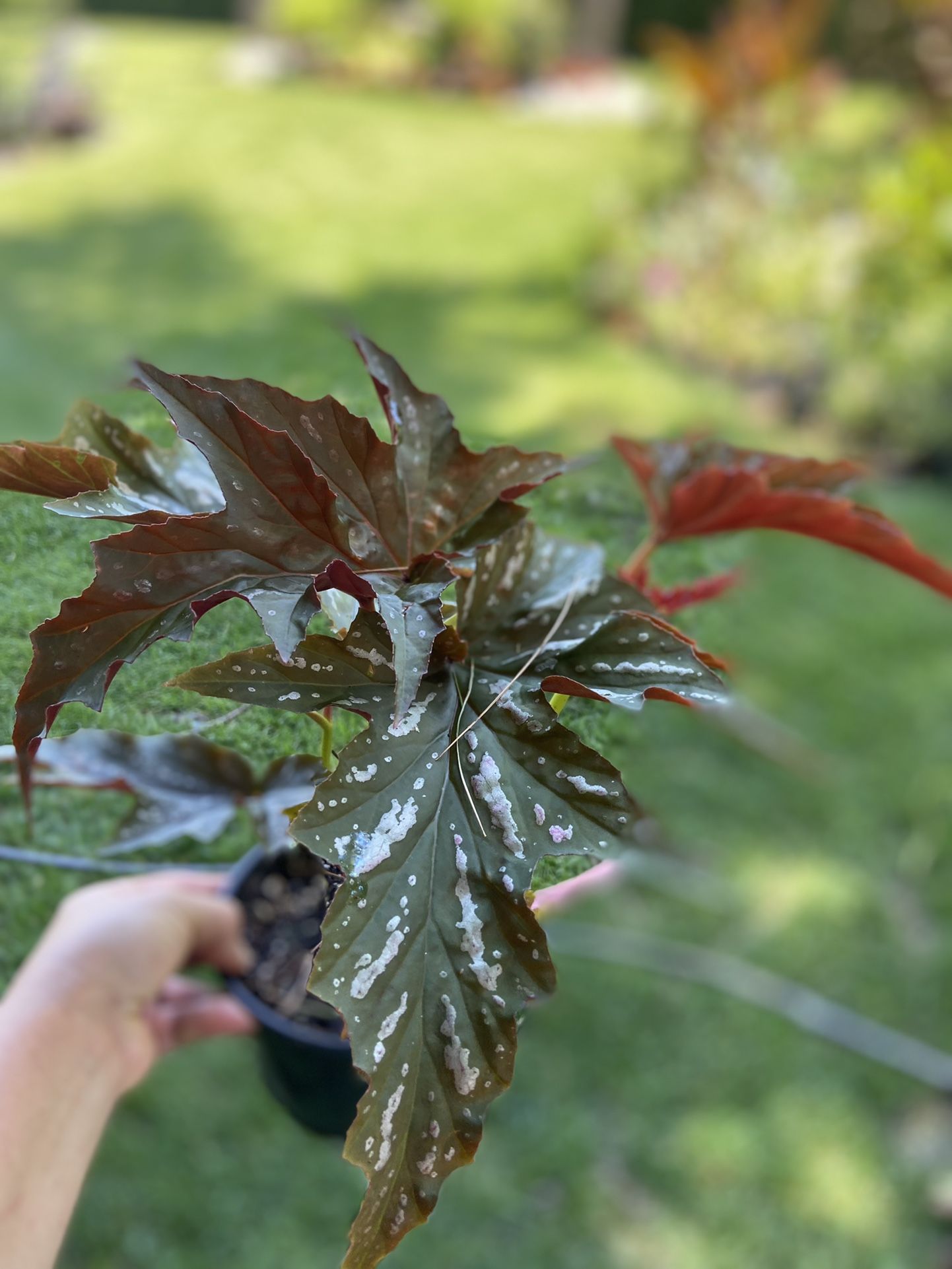 Housplants