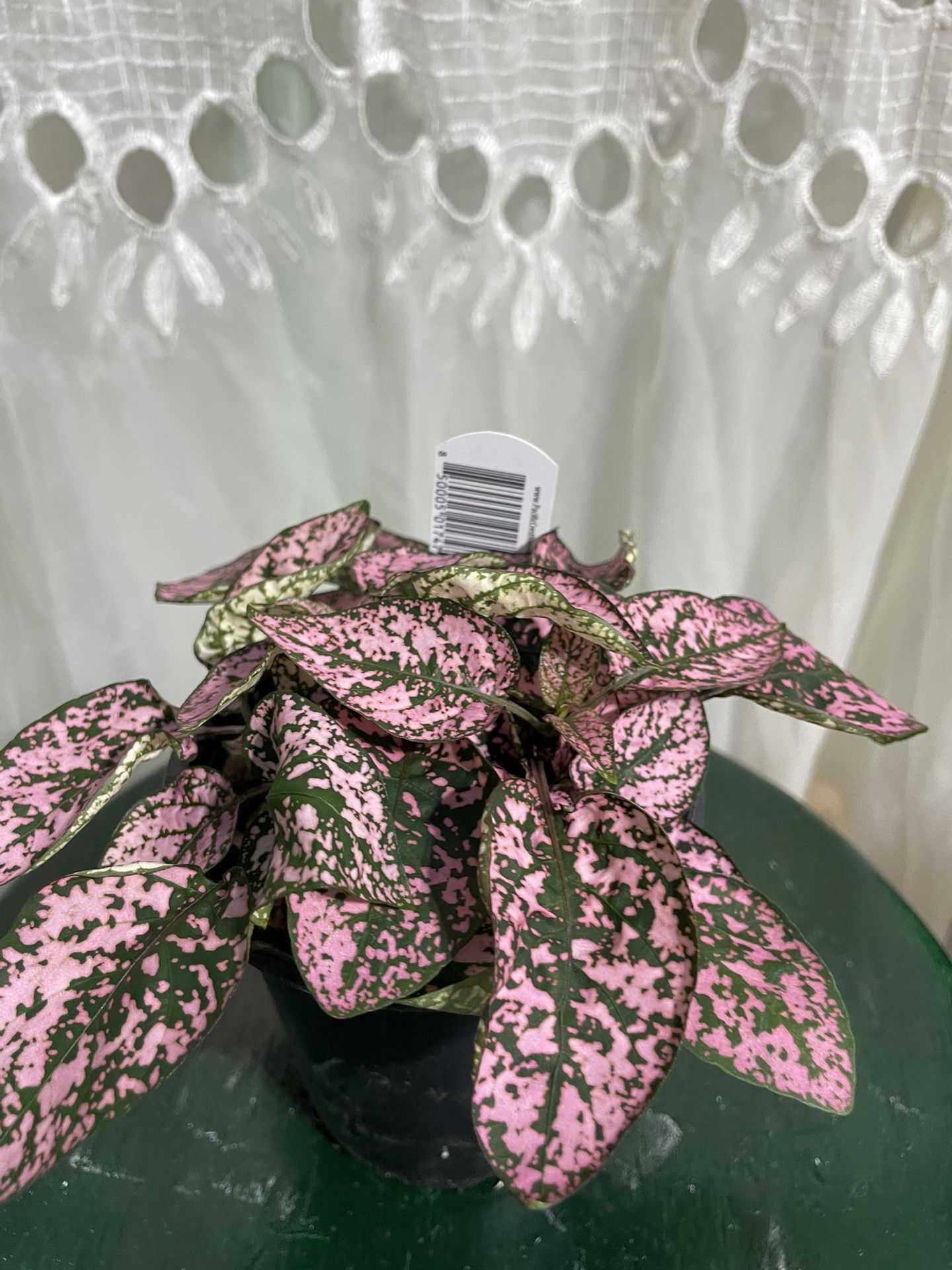 Pink Panther πππΏππΏπ