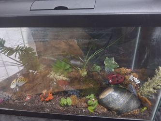 10 gallon aquarium
