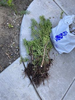 Sacculant plants