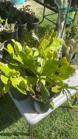 Nopal