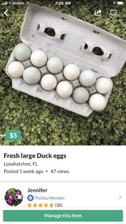 Fresh large Duck eggs