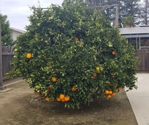 $15 For 40 Oranges You Handpick! Bags Available.