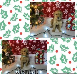 Golden Retriever Stuffed Animals