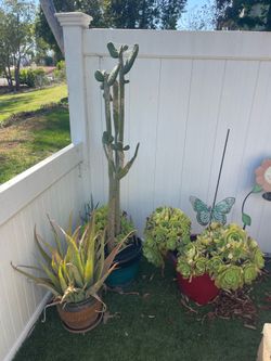 Succulent/ cactus free w/ pots
