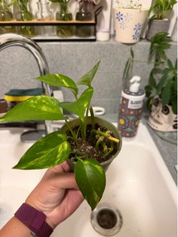 Pothos plant