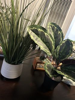 Artificial Plants Both