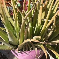 Aloe Vera
