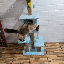 Pro Cat Tree 🌳 😻