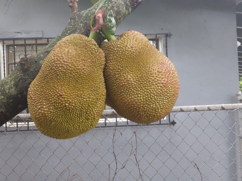 Jackfruit - $1 per Pound
