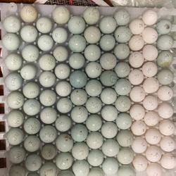 Celadon Quail / /snowfalke Quail Eggs