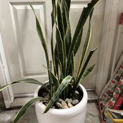 Snake Plant in 13.5” tall White ceramic Pot