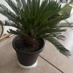 Sago Palm 