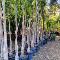 Wholesale Tree And Plant Brocker Landscape Designer