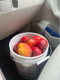 Mangos 1.00