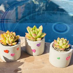 Ceremic Pot Of Korean Succulents 