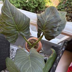 Alocasia Regal Shield Plant