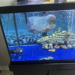 Aquarium Decoration 