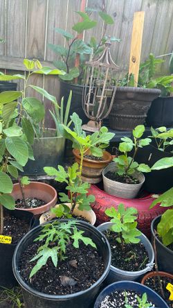 Fig trees