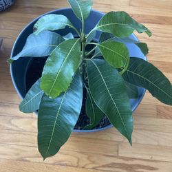 Mango Plant 🪴🥭 