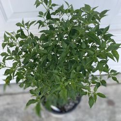 Chiltepin Peppers Fruiting Plant, In 5 Gallóns Pot Pick Up Only 