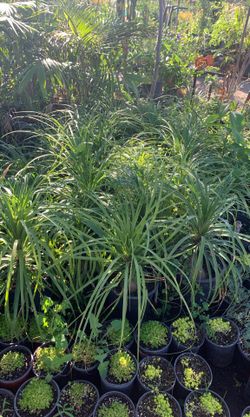 Elephants foot plant