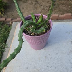 Stapelia Orbea Succulent