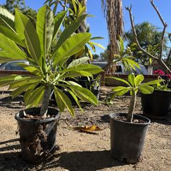 Plumeria Plants White And Yellow 