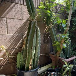 Cactus