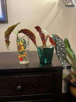 Begonia Maculata Polka Dot Begonia Christmas Planters