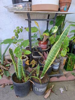 Snake plants price for fast sale