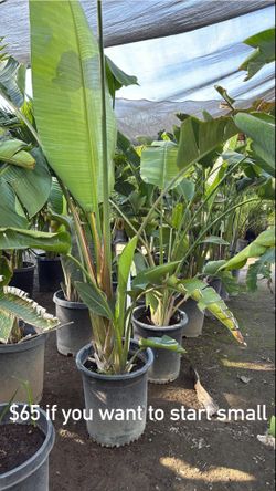 for sale giant birds of paradise white flower 