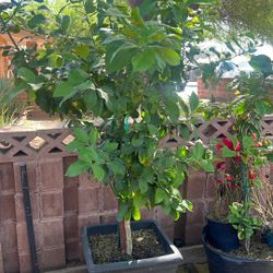Improved Meyer lemon semi-enano 4' tall include square pot, very healthy tree, With Baby Lemons.